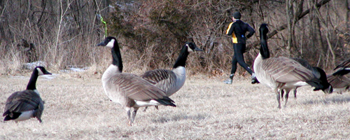 photo of large Canada GEese and a little man