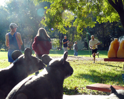 Photo of rats watching finish of Sand Rat Trail Race.