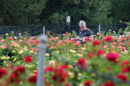 Photo of Susan Stephens going through the Rose Garden at the Sunflower State Games, July 27, 2014.
